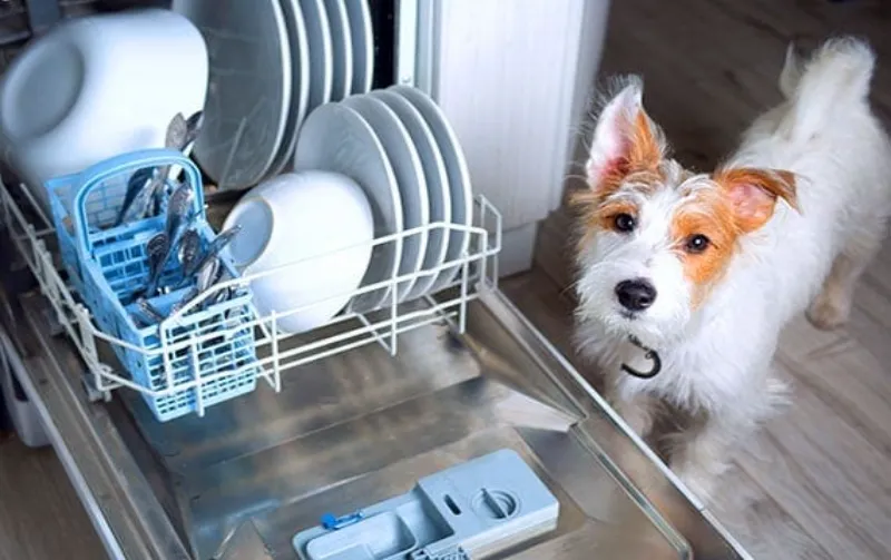Can You Wash Dog Bowls in Dishwasher With Other Dishes: Safe & Clean Tips