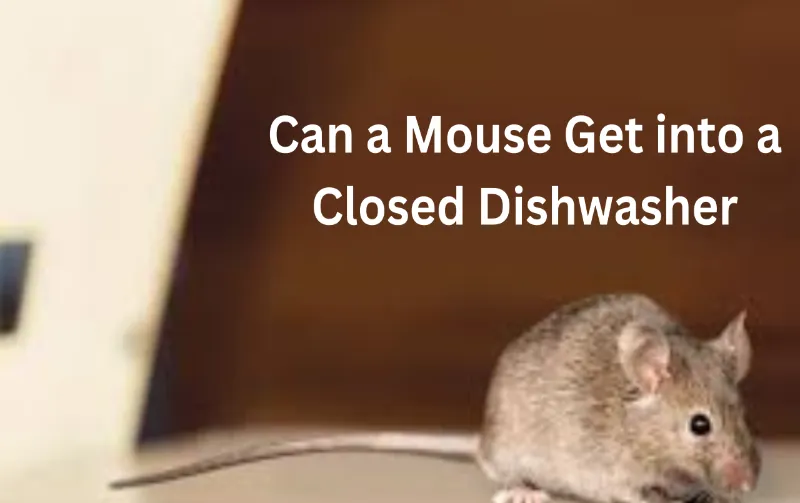 Can a Mouse Get into a Closed Dishwasher: Myth Busted!